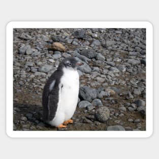 Gentoo penguin chick at Brown Bluff Sticker